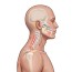 TMJ Disorders, Posture, and Jaw Alignment’s Impact on Health